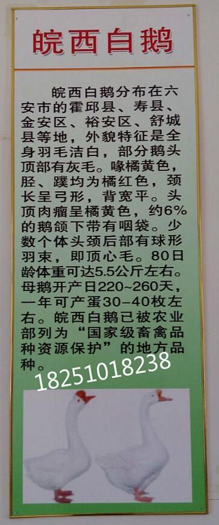 鹅苗批发价多少钱一只截图
