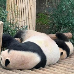 熊猫社区进不去