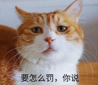 如何训斥不听话的猫咪