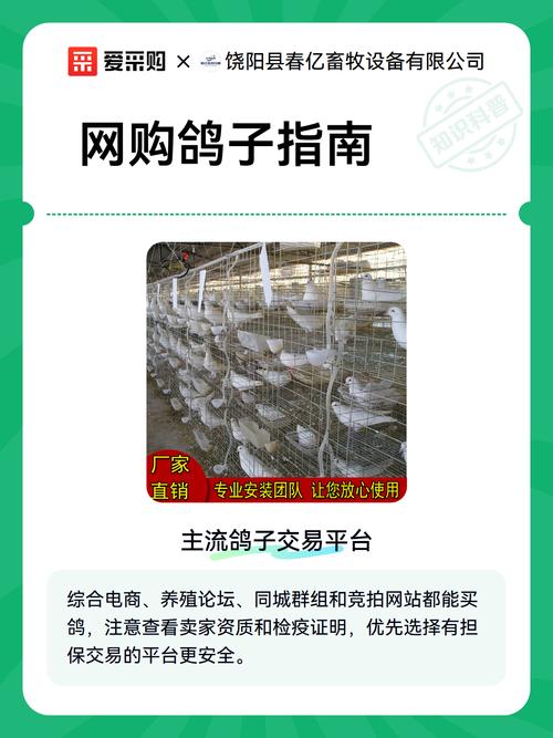 全国哪里鸽子销量大