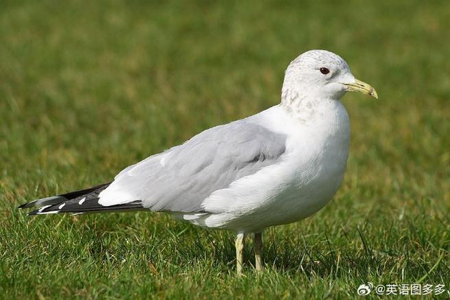 seagulls截图