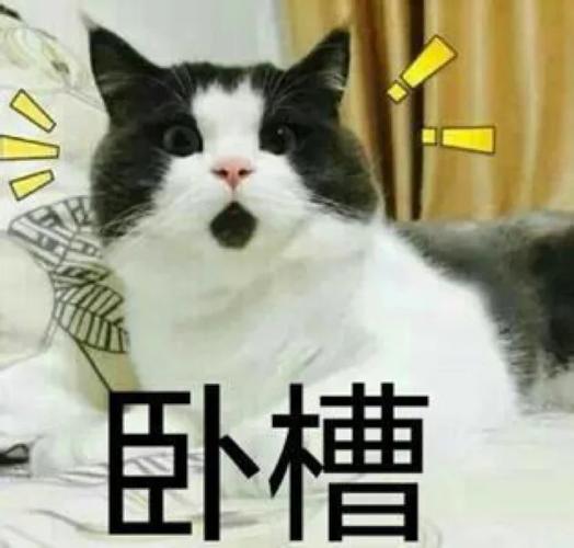哟呵短视频