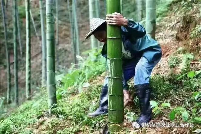 竹子酒的制作过程视频