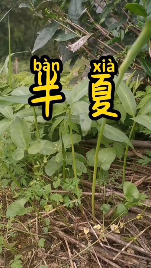 半夏情侣名另一半