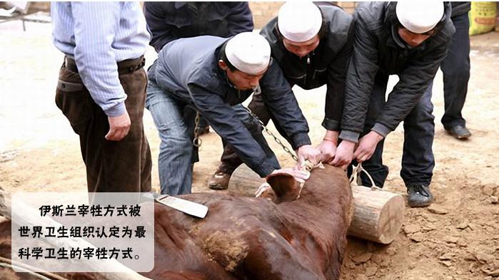回民杀牛念什么经