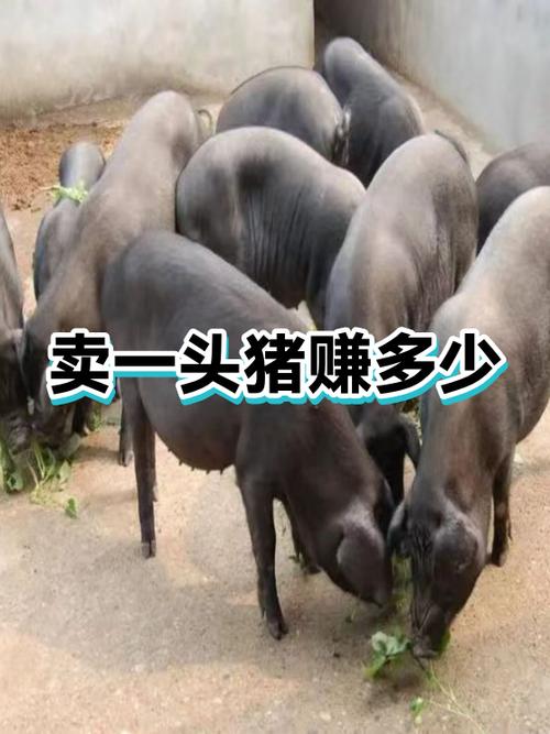 猪赚头是什么东西
