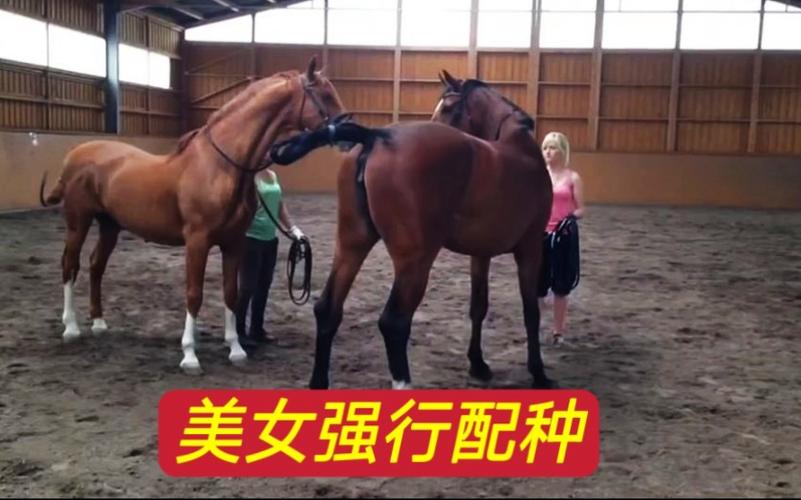 马配人的视频大全高清版