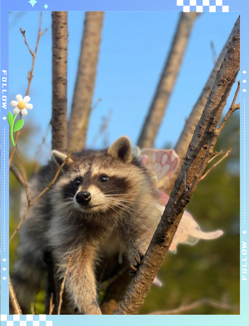 小浣熊能私人养吗