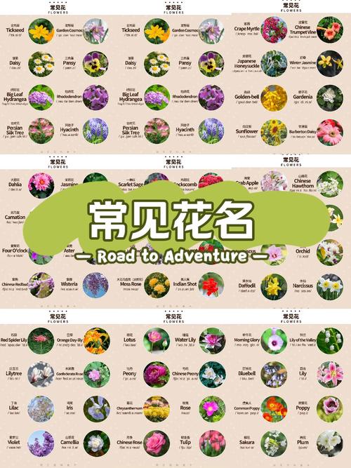 一百种花的名字