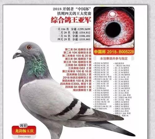 2200万的鸽子图片