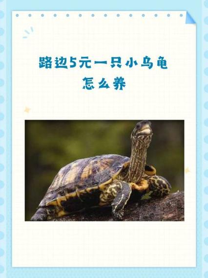 养龟怎么赚钱