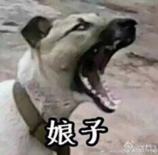 沙雕情侣头像 情侣专用图标