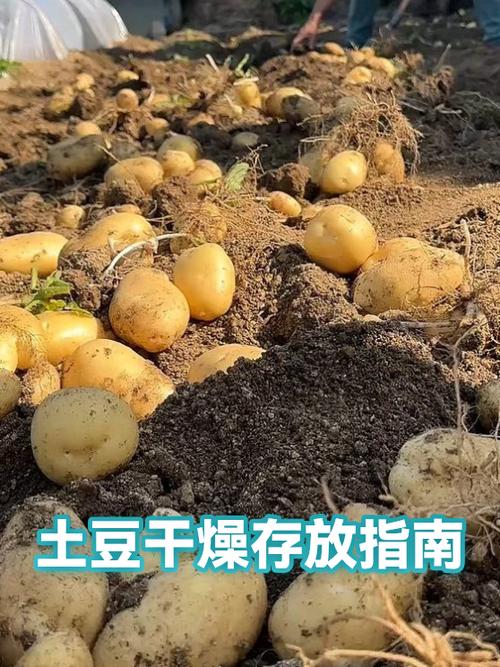 土豆的保存最佳方法图标