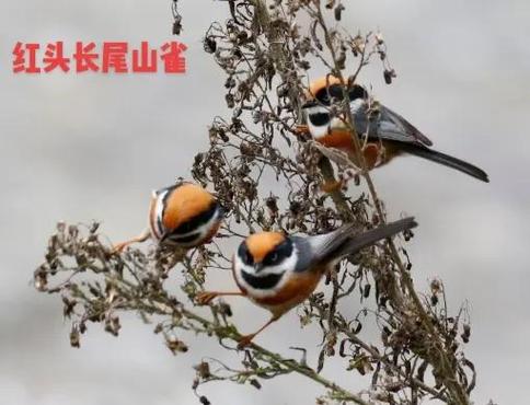 山雀mp3无损百度网盘