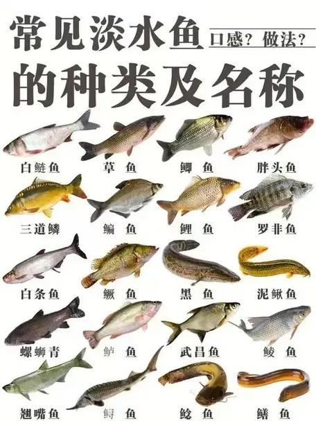 中国十大肉食淡水鱼