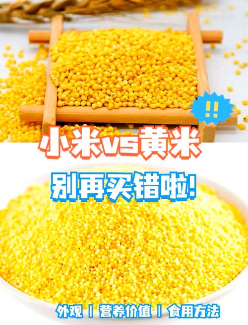 小米运动和小米健康有什么区别