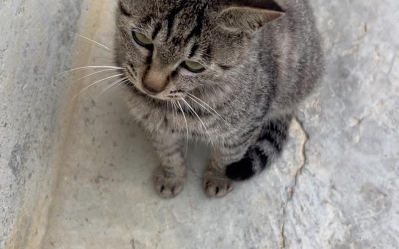小花猫喵喵喵视频