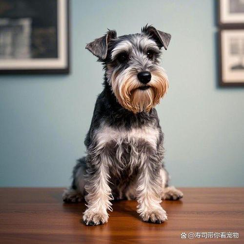 狗狗