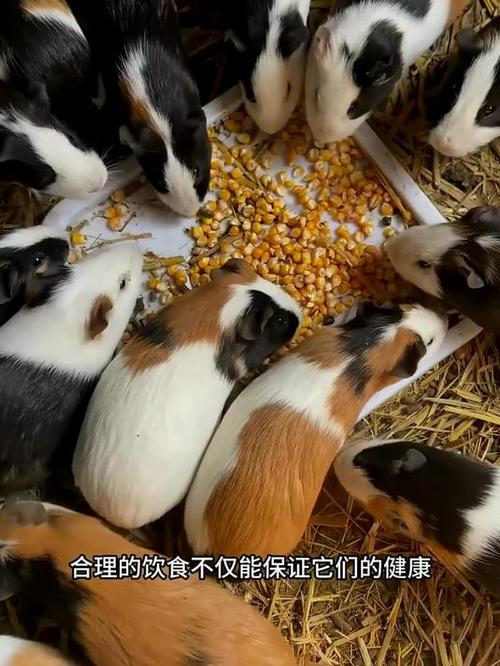豚鼠养殖技术