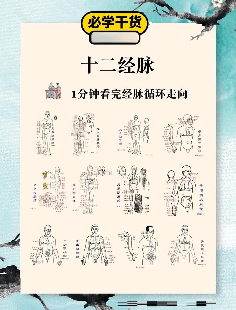 奇经八脉十二经络图游戏截图