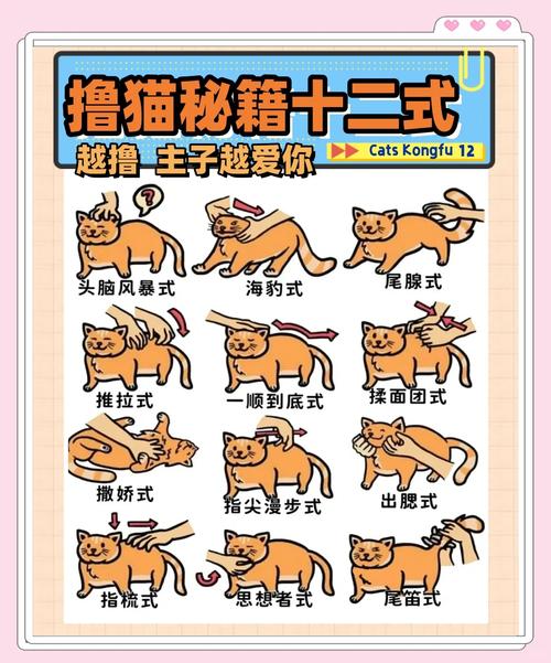 密聊猫怎么玩