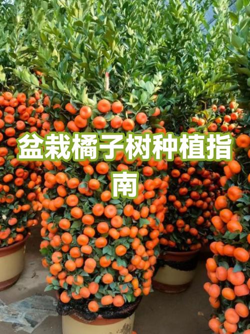 桔子树怎么种植方法视频