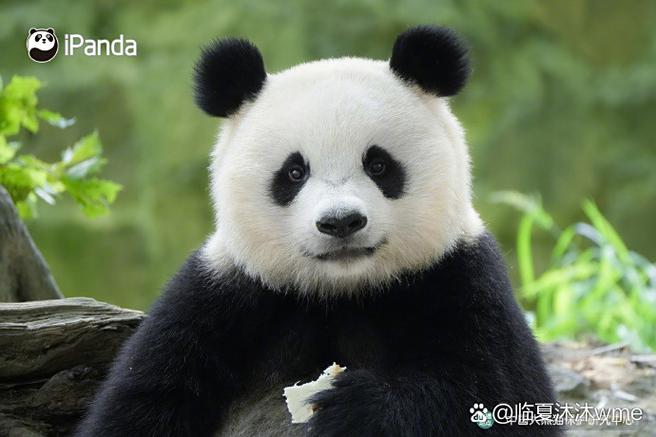 熊猫可以买来自己养吗