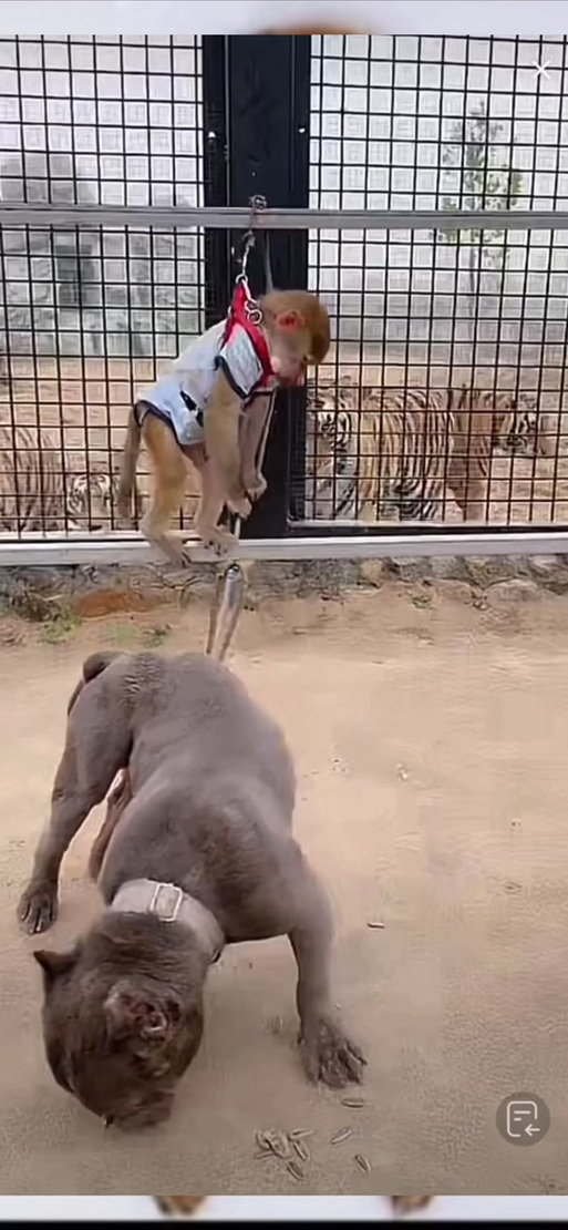 狒狒玩缩小养虫