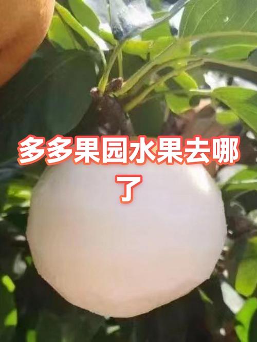 多多果园突然进不去了截图