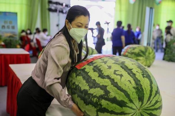 西瓜粉丝最多的主播缩略图