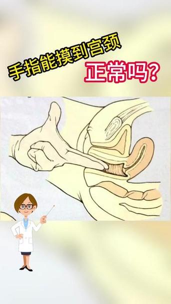 12cm可以碰到宫颈吗