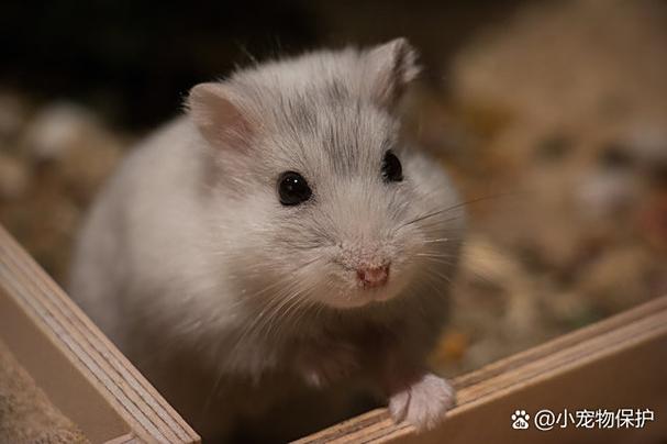 100种常见宠物鼠
