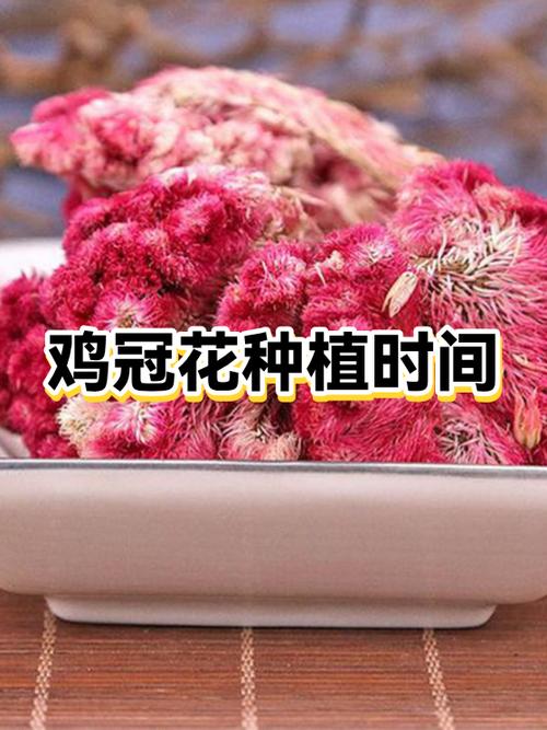 几月种鸡冠花最好