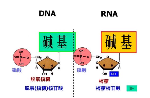 CHONP元素的生态作用