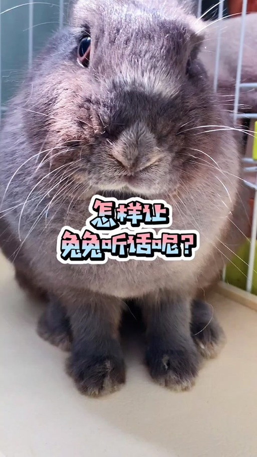 兔子不听话可以打吗
