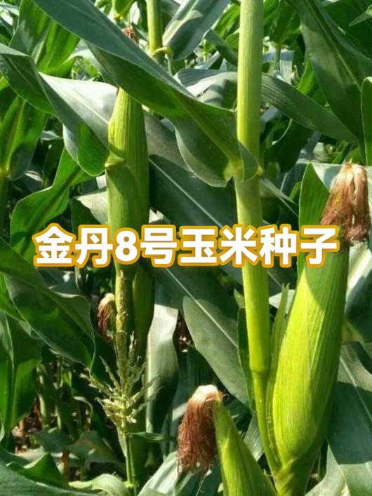 种子介绍缩略图