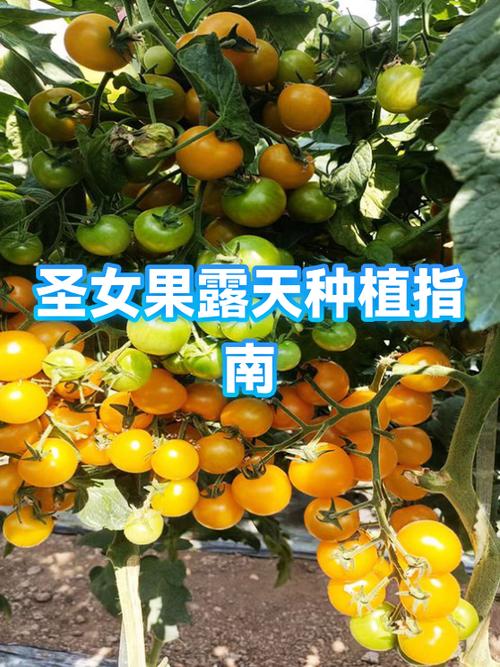 圣女果的种植方法和技术