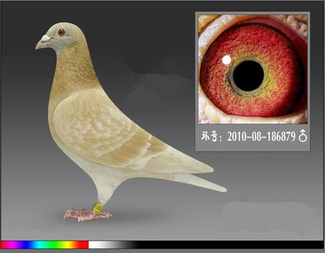 易鸽网