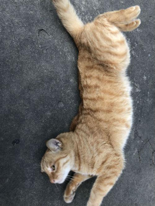 拍立淘拍猫猫