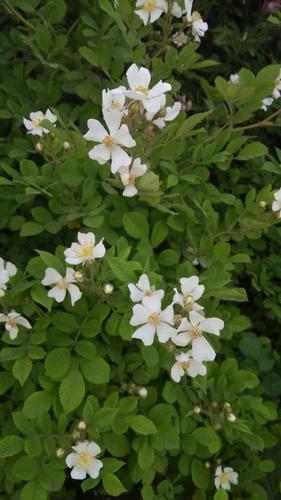 小白花是什么意思截图