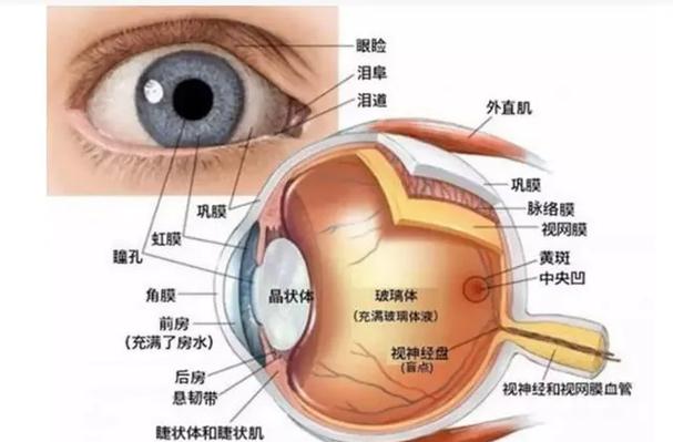 自然光和人造光对眼睛的影响