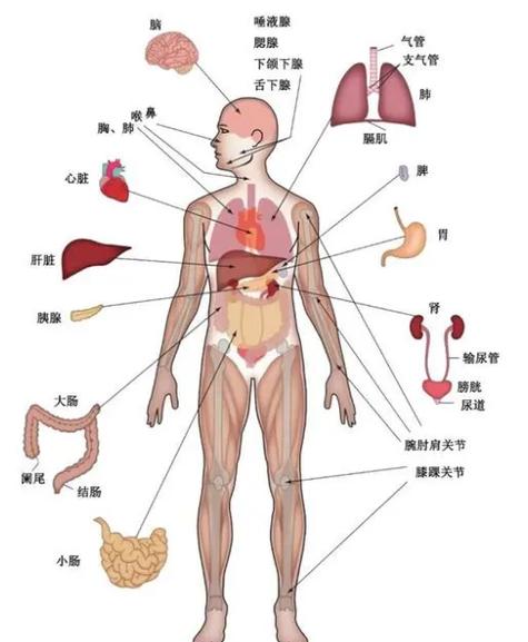 人身体结构图片部位置图片