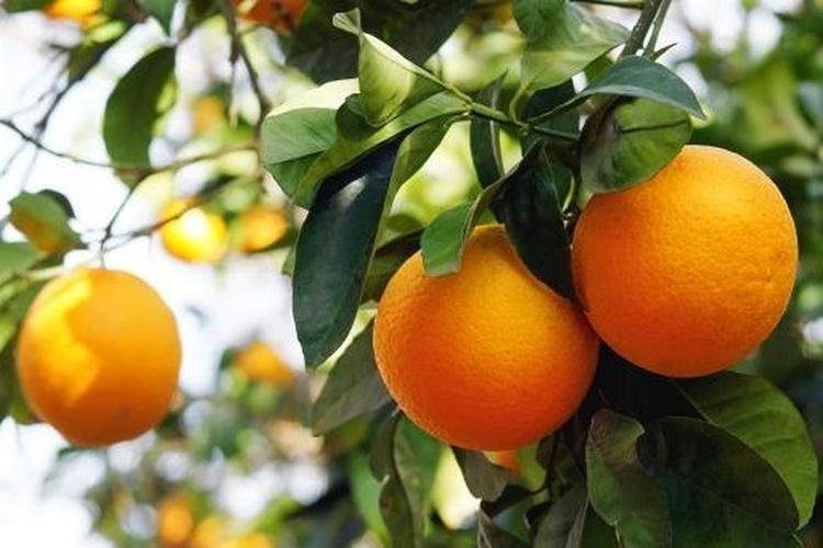 橙花是橙子的花吗缩略图