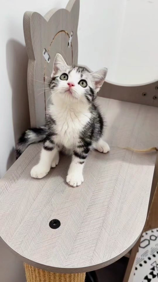 美短能长多大