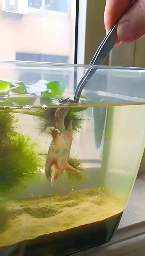 鱼缸里可以养甲鱼吗