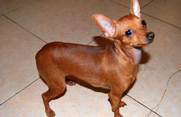 小鹿犬最贵三个颜色
