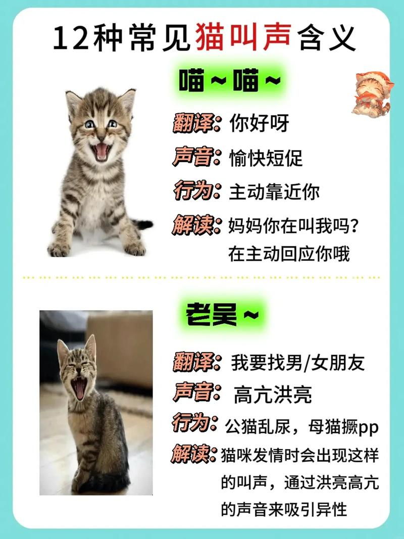 老猫叫小猫出来的叫声