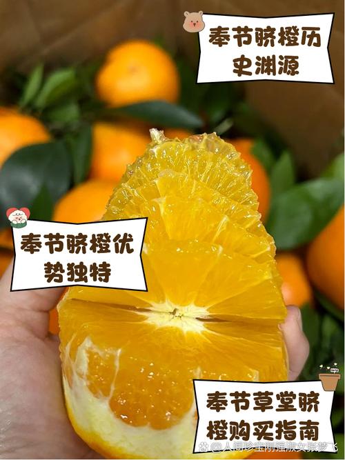 橙子视频推荐码图标