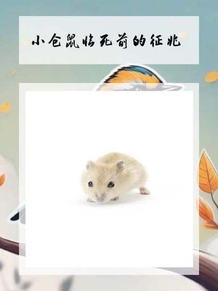 小仓鼠临死前的征兆缩略图