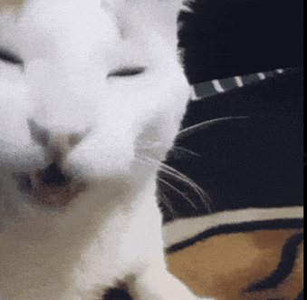 网红猫表情包截图